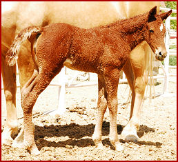 2007 June foals 061