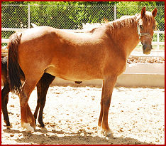 2007 June foals 076