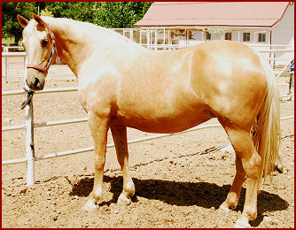 2007 June foals 045