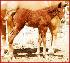 2007 June foals 061
