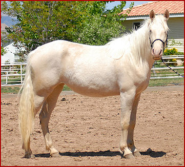 2009 horses 136