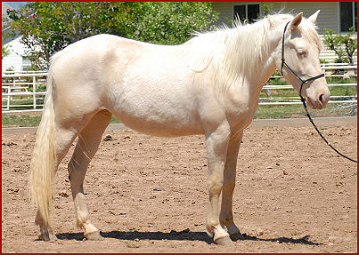 2009 horses 137