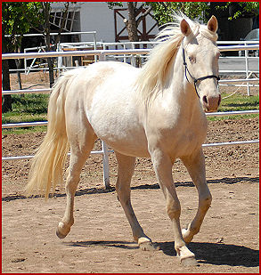 2009 horses 163