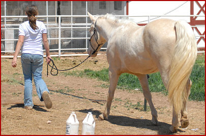 2009 horses 126