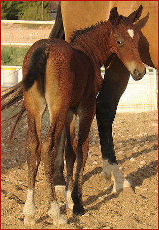 2007 June foals 394