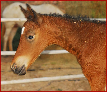 2007 June foals 313