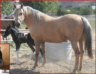 2007 June foals 386