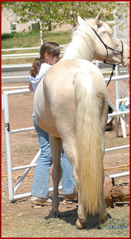 2009 horses 128
