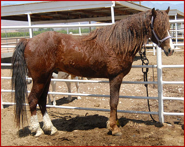 2009 horses 115