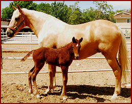 2007 June foals 034