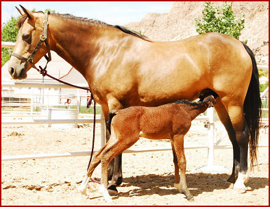 2007 June foals 109