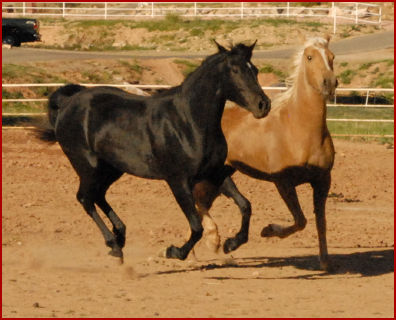 2008 horses 138