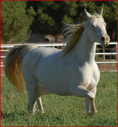 2008 horses 263