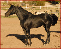 2008 horses 184