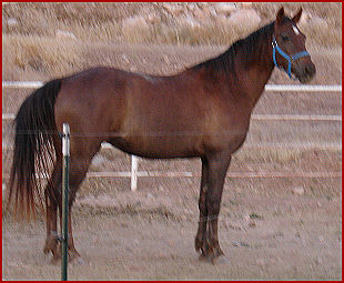 horses2 009